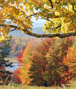 New England Foliage 2013 