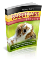Rabbit Care 